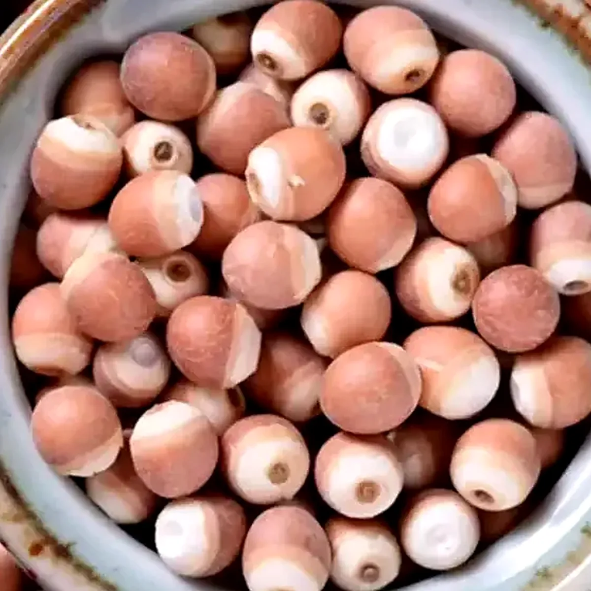 Euryale Seed 芡实 water infusion reference photo from Bozhou China
