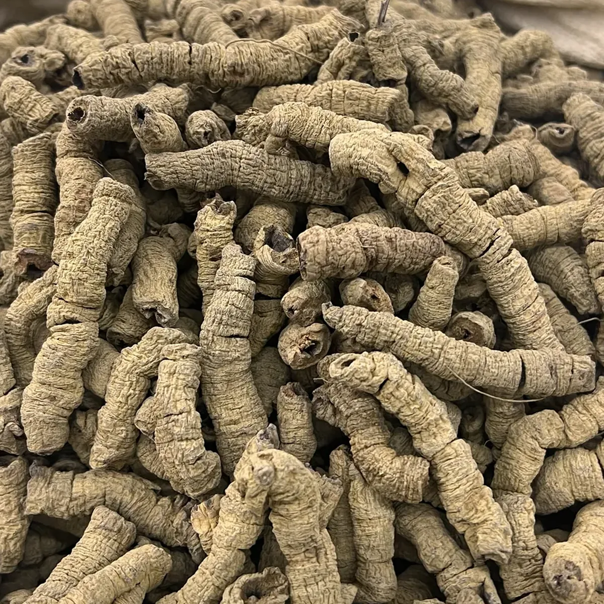 Morinda Root 巴戟天 close detail texture photo from Bozhou China
