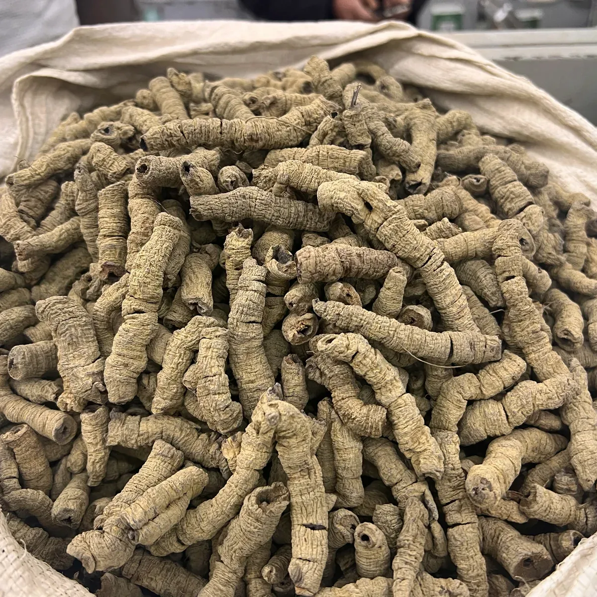 Morinda Root 巴戟天 display presentation photo from Bozhou China